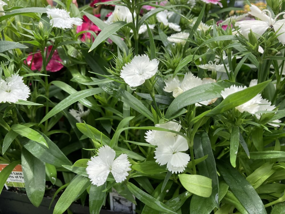 Dianthus is one of the first flowering perennials of Spring. Make plants healthier is spring fertilizer. 